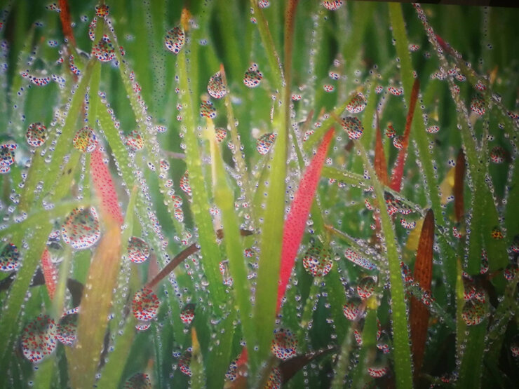 Obra de Gregorio de la Cruz