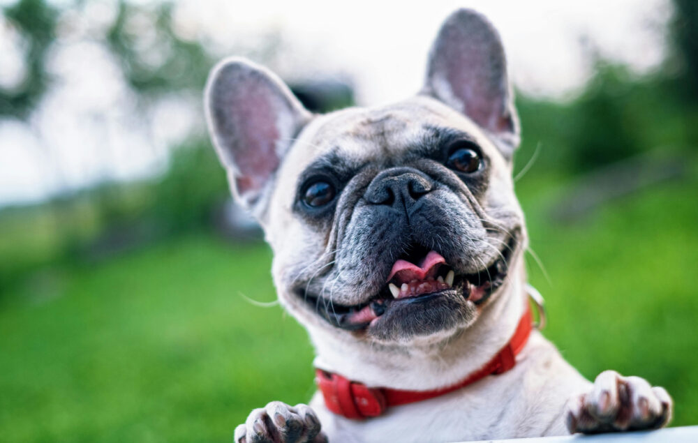 Un bulldog blanco asomandose a un muro en un parque