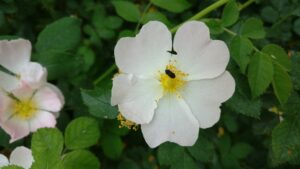 ANULADA: Bandas florales y polinizadores en medio urbano (NOVEDAD)