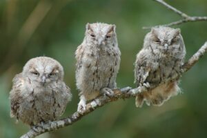 Aves nocturnas (Novedad especial familias)