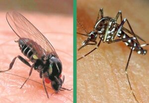 APLAZADO        WEBINAR: Mosquito tigre y mosca negra