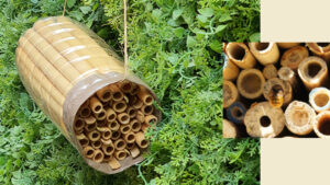 Taller de construcción de refugios de abejas solitarias
