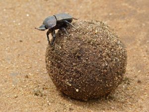 WEBINAR: Escarabajo pelotero y otros coprófagos