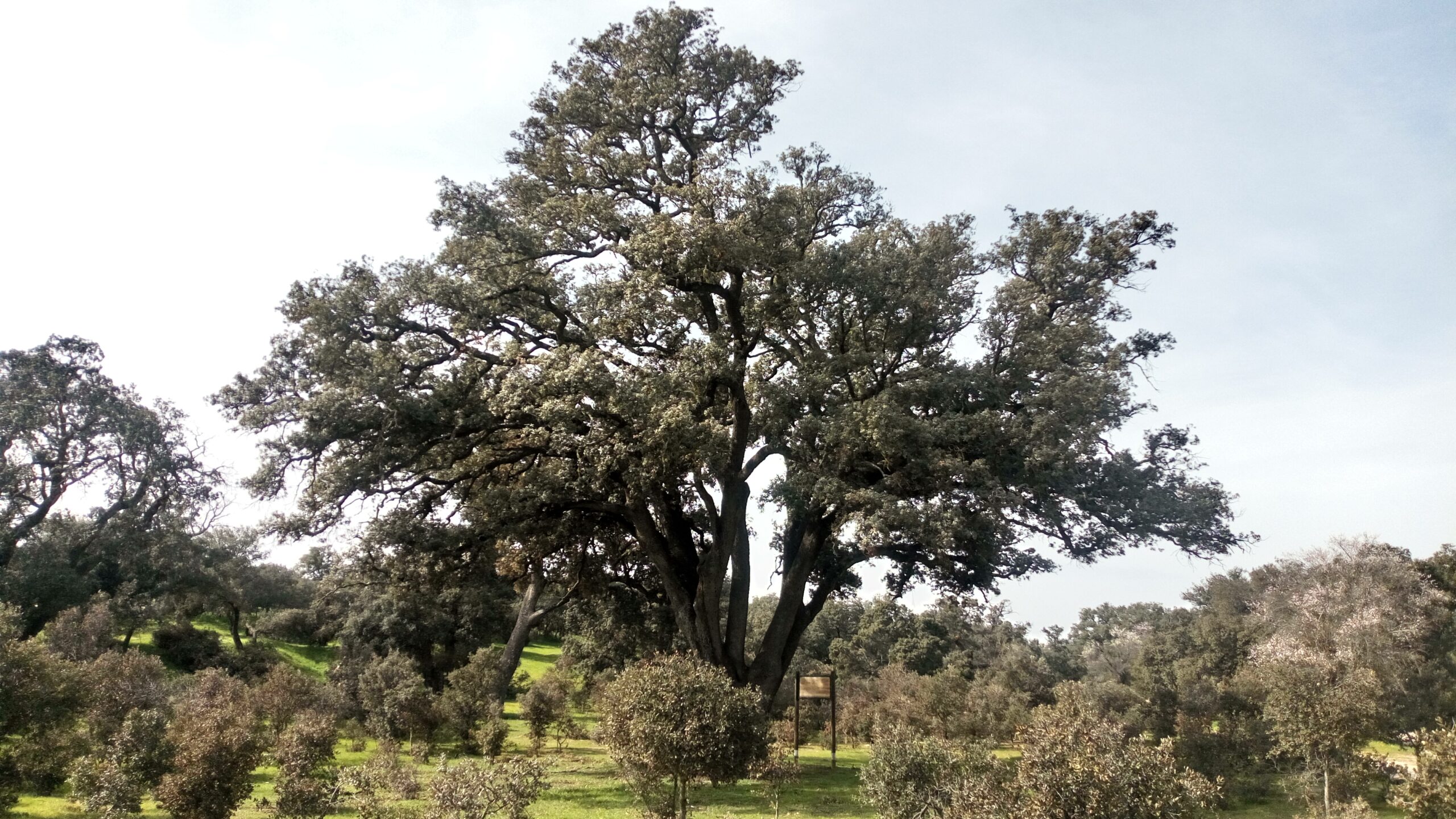 WEBINAR: Árboles Singulares de la Casa de Campo – Centro de Educación  Ambiental de Casa de Campo