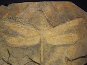 WEBINAR: Paleontomología: insectos prehistóricos