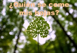 WEBINAR: ¿Quién se come mis plantas?