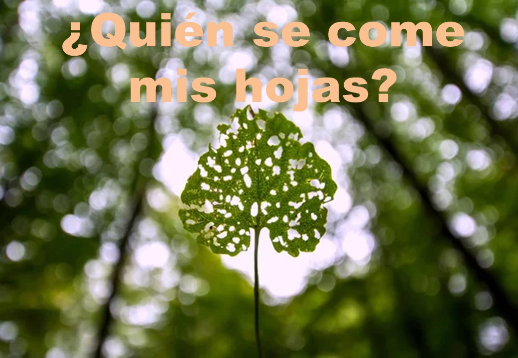 Webinar ¿quién Se Come Mis Plantas Centro De Educación Ambiental De Casa De Campo 4749