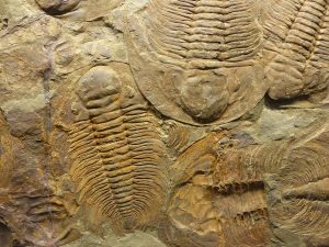 La Historia de la Vida a través de 50 fósiles (NOVEDAD)