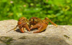 WEBINAR: Cangrejos y crustáceos invasores