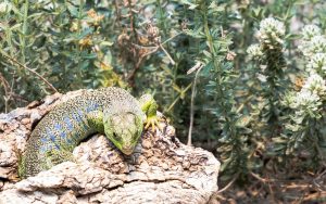 WEBINARIO: Reptiles de la Comunidad de Madrid