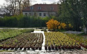 WEBINARIO: Pasado, presente y futuro del Vivero de Casa de Campo
