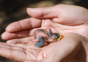 Rescate de fauna salvaje: Charla in-formativa