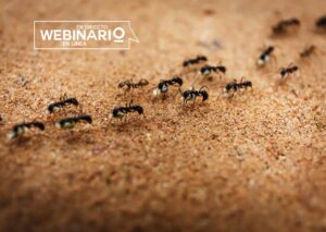 WEBINARIO: Comunidades de hormigas en los parques de Madrid
