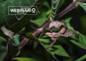 WEBINARIO: Coevolución insecto-planta