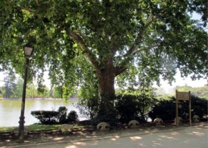 Itinerario: Árboles singulares en torno al Lago