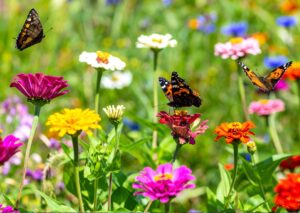 Taller: Aprende a identificar las mariposas de Madrid
