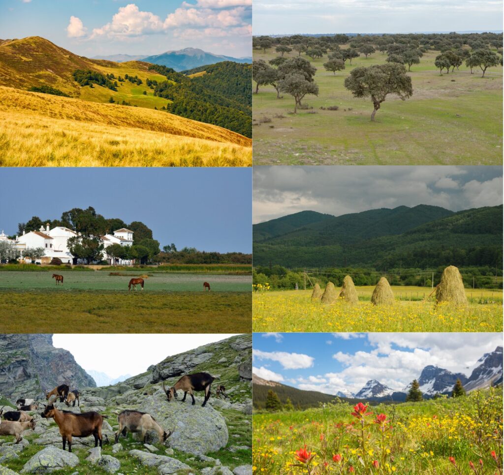 Diferentes tipos de pastos
