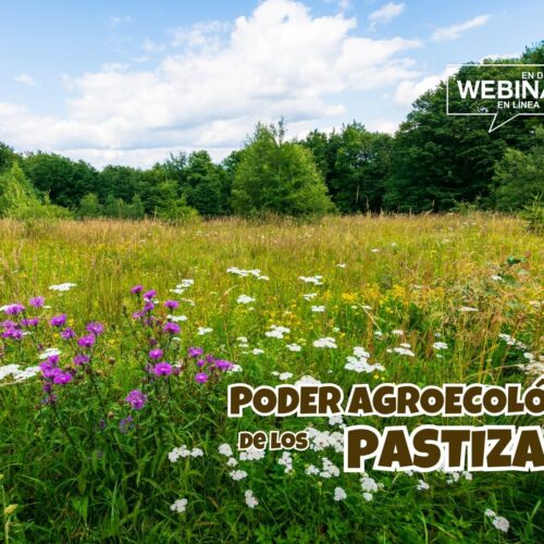 Portada pastos con pradera