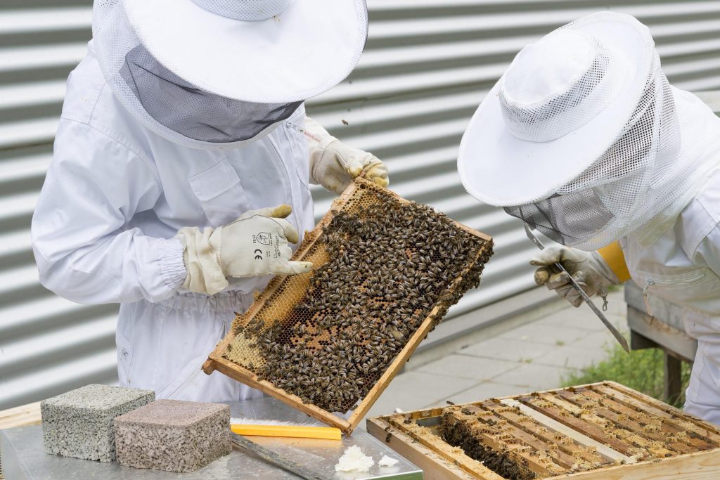 Producción de cera y panales de abejas - Educación ambiental Madrid