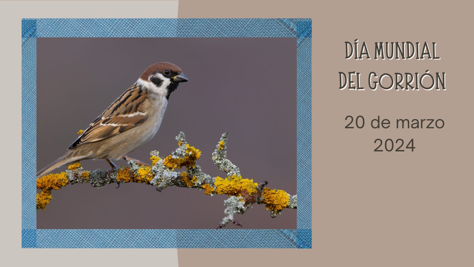 DÍA DEL GORRIÓN – Centro de Educación Ambiental de Dehesa de la Villa