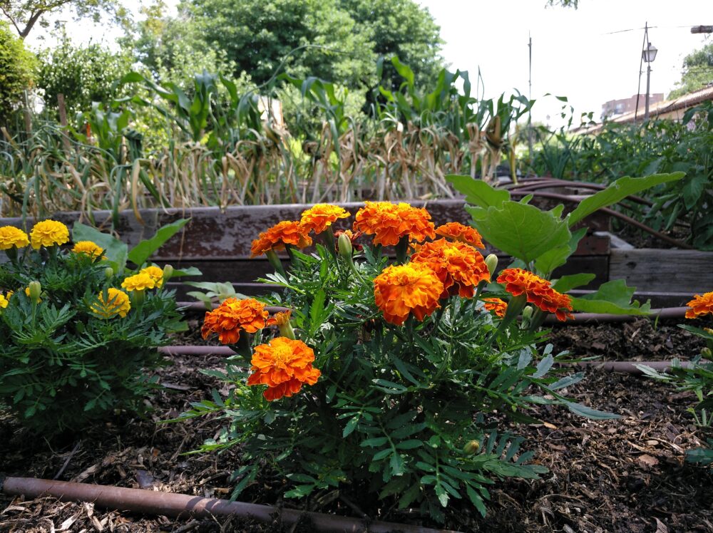 Flores en el huerto – Centro de Educación Ambiental de El Retiro
