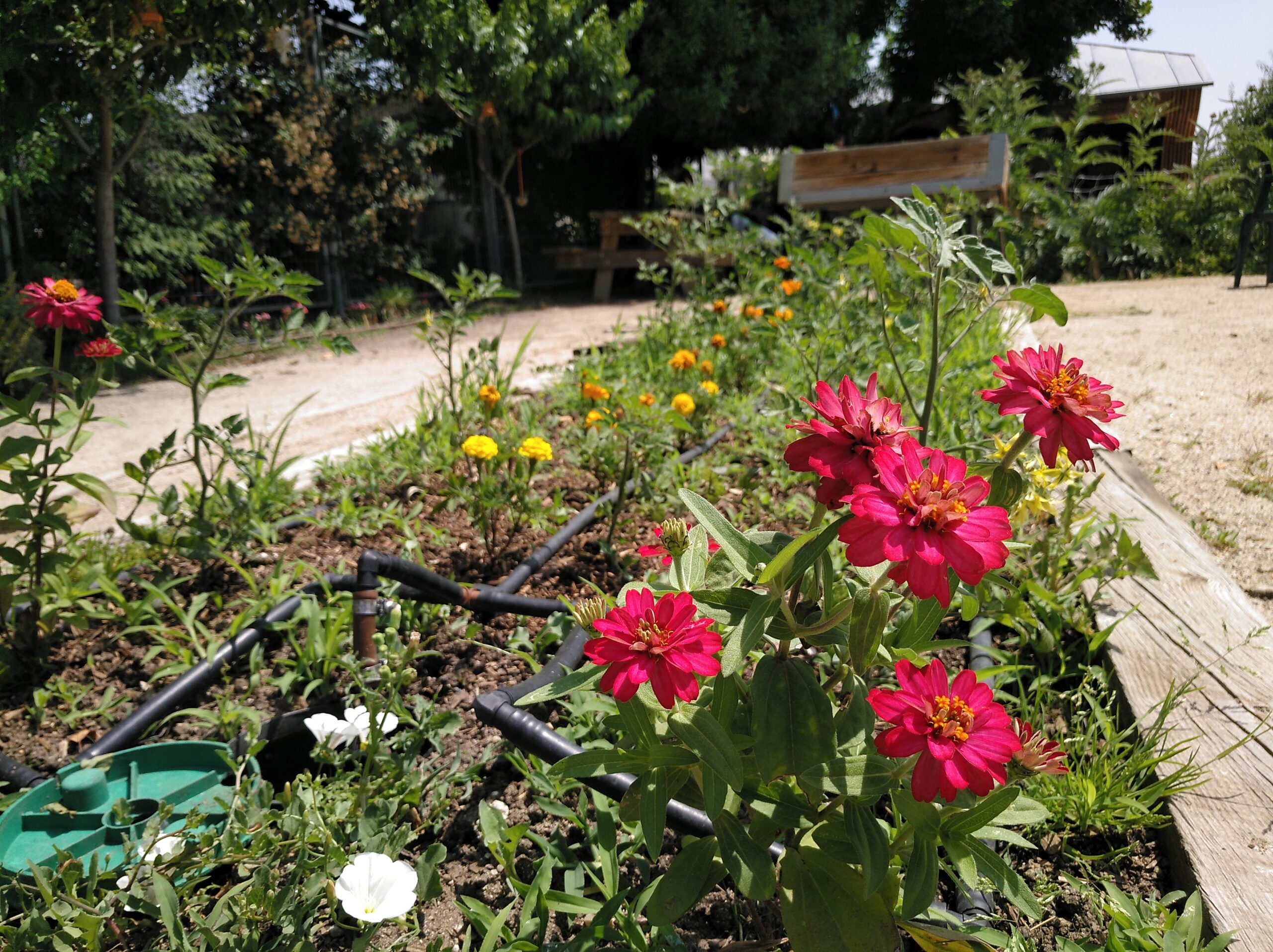Flores en el huerto – Centro de Educación Ambiental de El Retiro