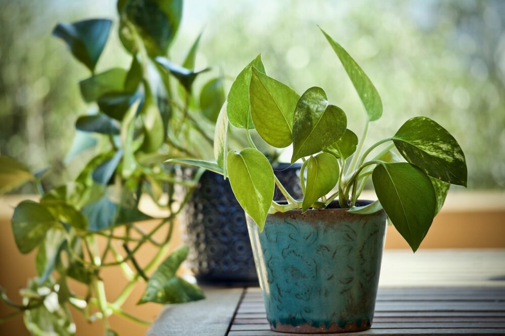 Acuario ajo mecánico Cómo tener plantas en casa respetando el Medio Ambiente – Centro de  Educación Ambiental de El Retiro