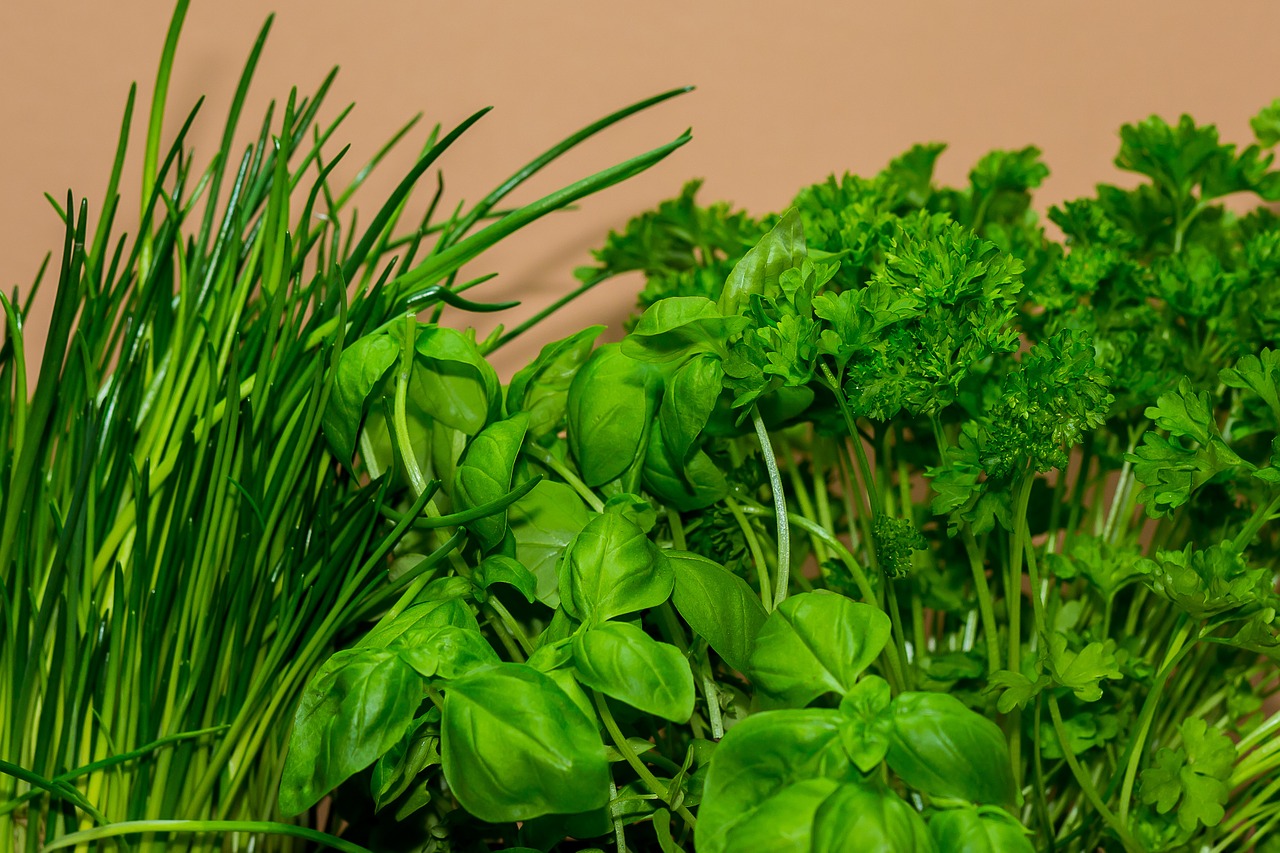 Mancha Escoba Grasa Plantas aromáticas y culinarias para pequeños huertos y terrazas – Centro  de Educación Ambiental de El Retiro