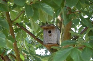 Ruta y taller: Refugios para aves del Retiro y cajas nido @ CIEA El Huerto del Retiro