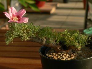 Charla: cultivo y cuidado de las plantas Caudex sudafricanas de crecimiento invernal. @ CIEA El Huerto del Retiro
