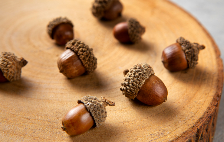 Imagen de bellotas sobre un tronco