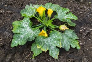 Cómo sembrar, cultivar y cosechar calabacines y calabazas -
