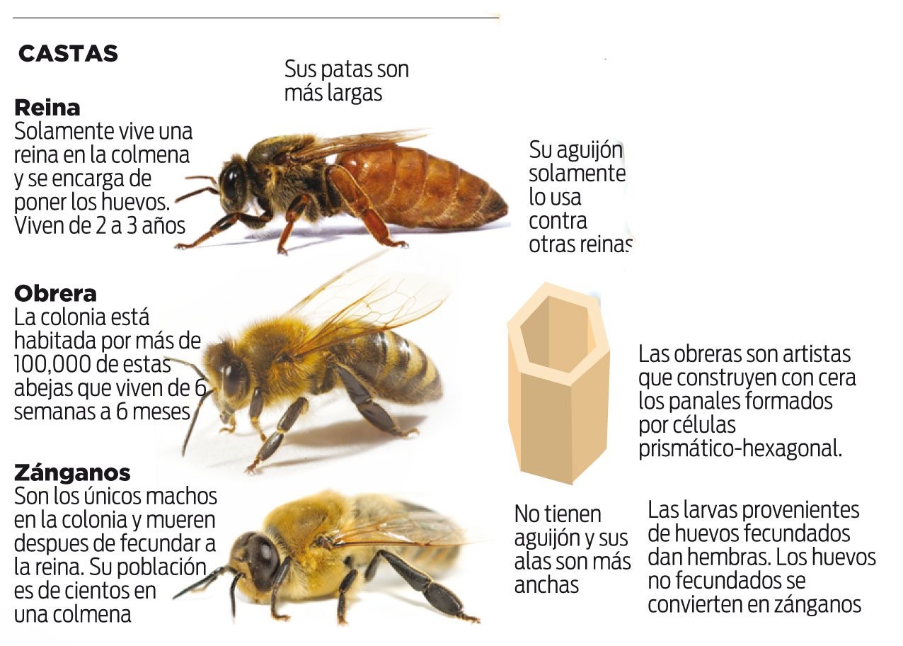 jurar lb rastro Las abejas sociales y la elaboración de miel – Huertos escolares sostenibles