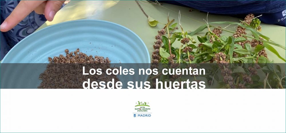 Extraer y conservar semillas. Red de Huertos Escolares Sostenibles de Madrid