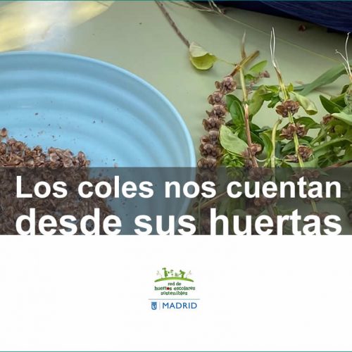 Extraer y conservar semillas. Red de Huertos Escolares Sostenibles de Madrid