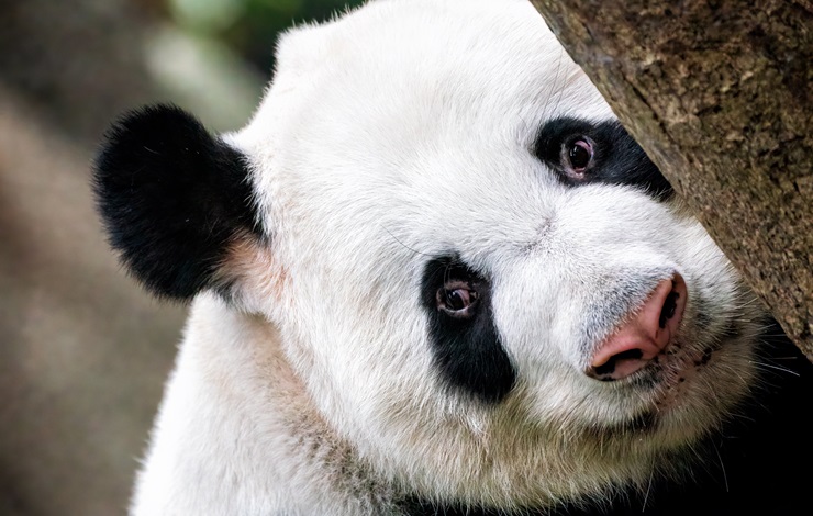 Fotografía de un oso panda asomando desde el tronco de un árbol