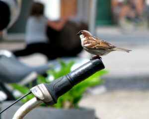 BICIAVES: Itinerarios ornitológicos en bici