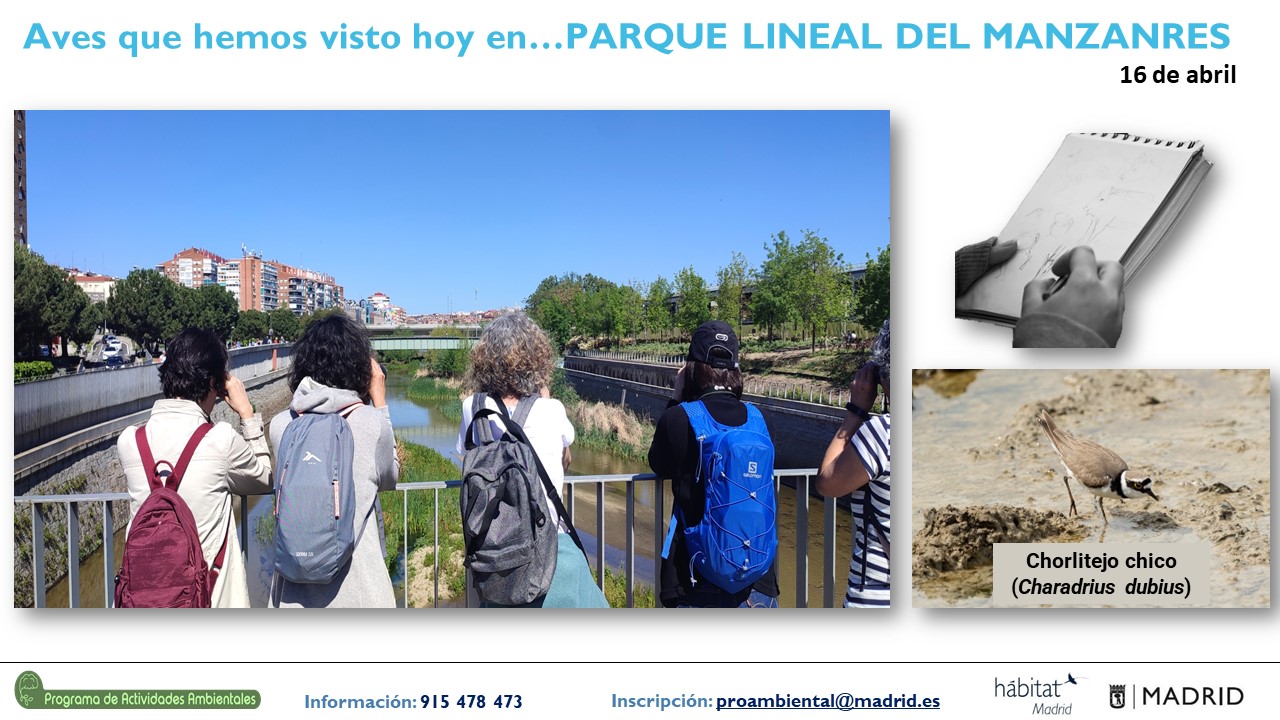 Aves que hemos visto hoy en… Parque Lineal del Manzanares - 16 /04/2023 ...