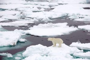 Deshielo Ártico