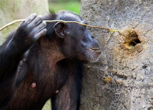 chimpancé herramiente