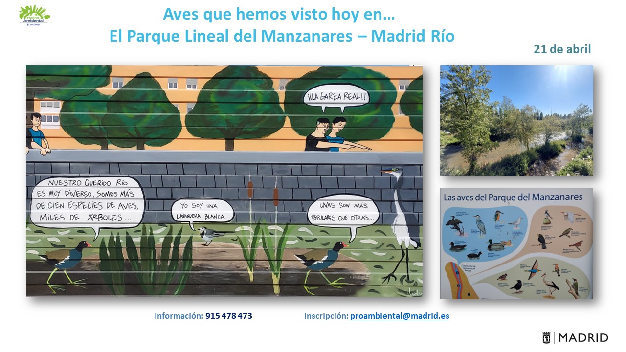 Aves que hemos visto hoy en… El Parque Lineal del Manzanares - Madrid ...