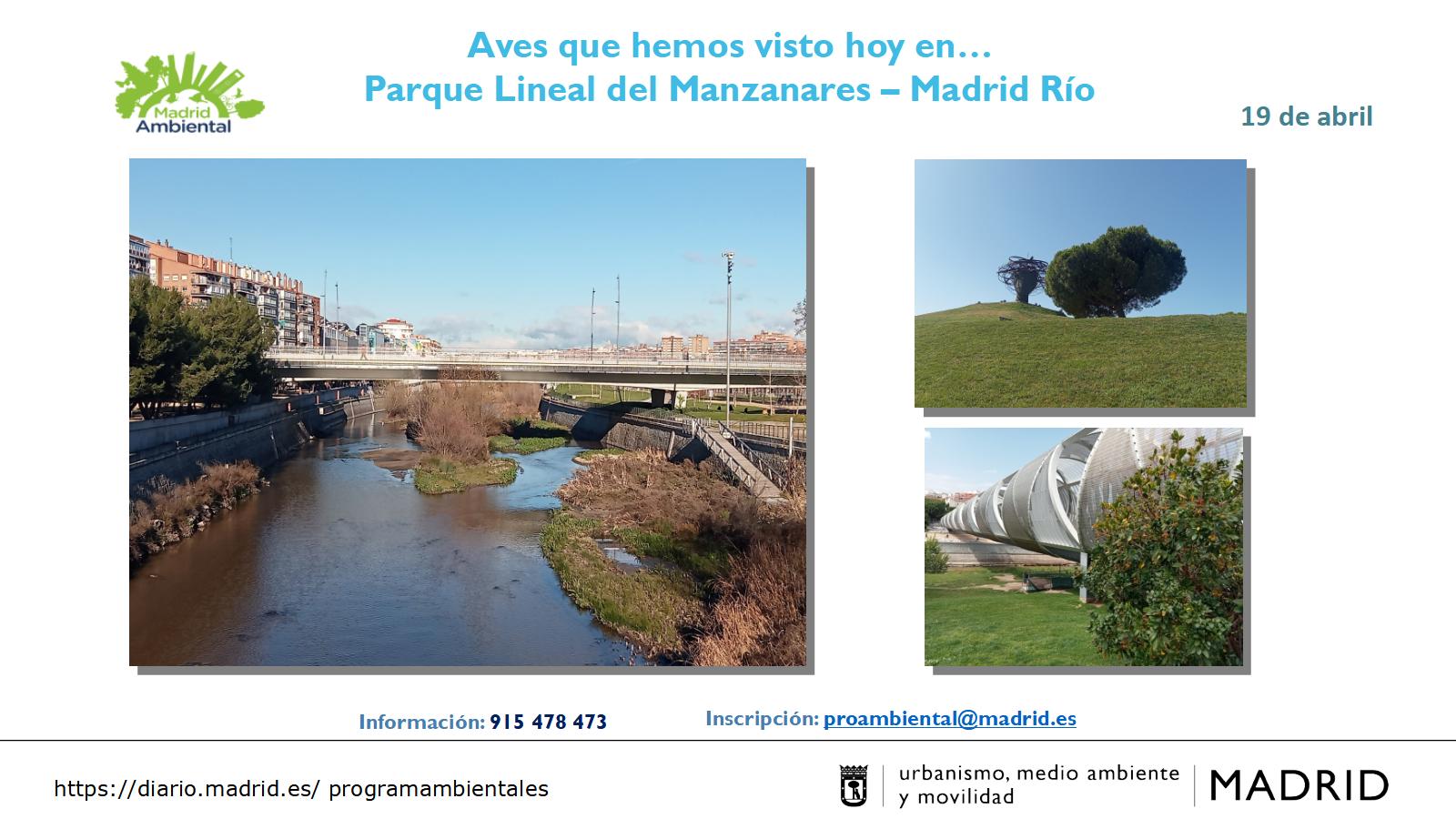 Aves que hemos visto hoy en… Parque Lineal del Manzanares – Madrid Río ...