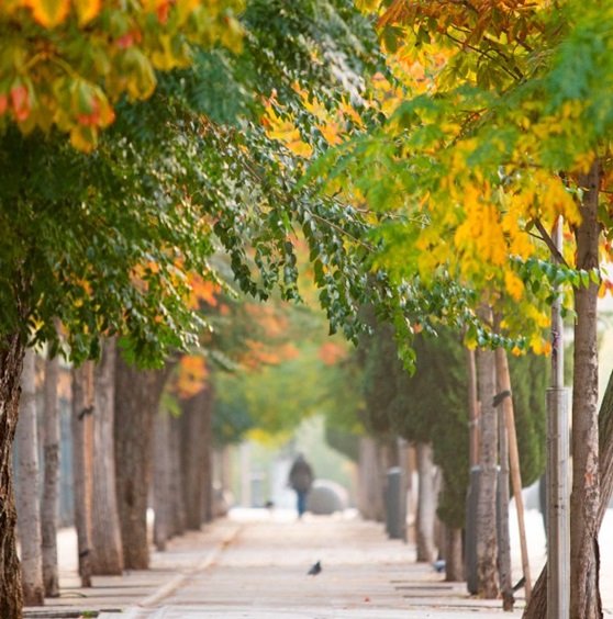 Arboleda del paseo del Prado2