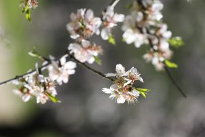 Detalle de los almendros en flor de la Quinta de los Molinos