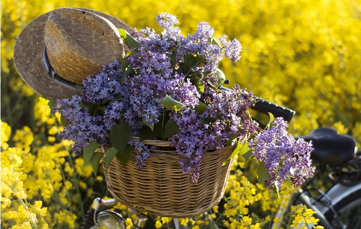 Cesto con flores malvas y sombrero sobre una bicicleta