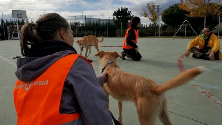 Jornada de puertas abiertas del Centro de Protección Animal – Diario del  Ayuntamiento de Madrid