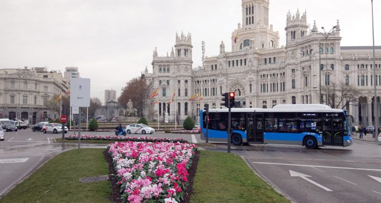 plantaciones ciclamen