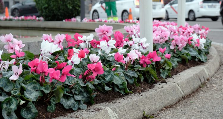 plantaciones ciclamen