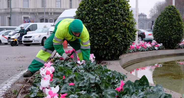 plantaciones ciclamen