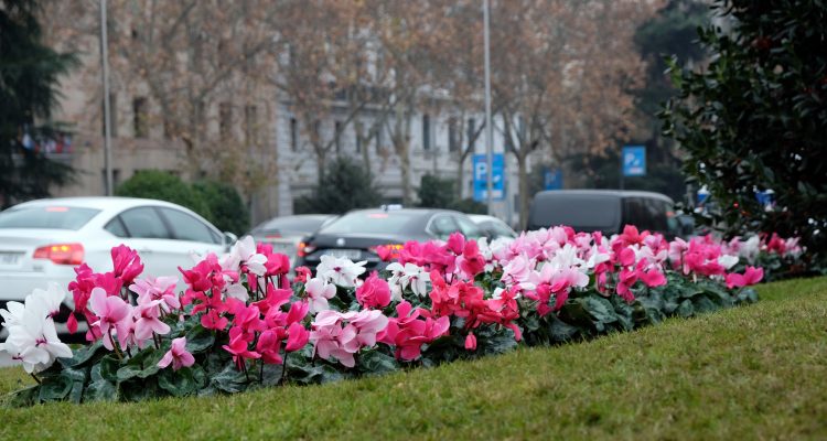 plantaciones ciclamen